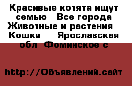 Красивые котята ищут семью - Все города Животные и растения » Кошки   . Ярославская обл.,Фоминское с.